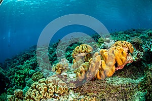Mushroom leather corals in Banda, Indonesia underwater photo