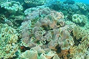 Mushroom Leather Corals on coral reef in Raja Ampat