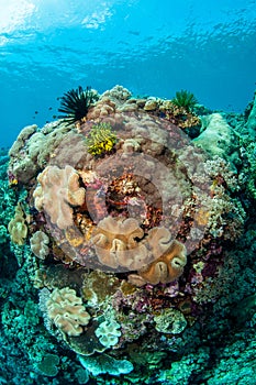 Mushroom leather corals, feather stars in Banda, Indonesia underwater photo photo