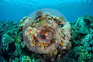 Mushroom leather corals, feather stars in Banda, Indonesia underwater photo photo