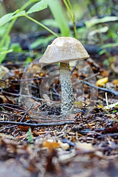 Mushroom, Leccinum scabrum,