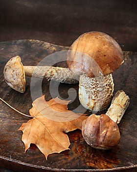 Mushroom Leccinum scabrum or Brown Cap boletus