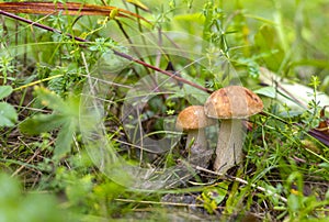 Mushroom, Leccinum scabrum, commonly known as the rough-stemmed bolete, scaber stalk, brown cap boletus and birch bolete