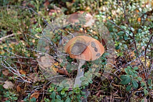 Mushroom Leccinum scabrum in the grass in the autumn forest