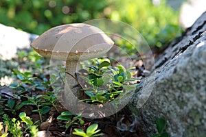 Mushroom leccinum scabrum growing near a large stone