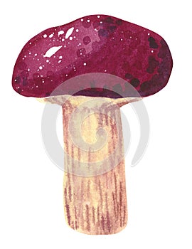 Mushroom Leccinum scabrum, hand drawn watercolor illustration