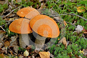 Mushroom Leccinum versipelle