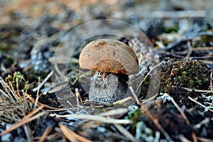 Mushroom leccinum versipelle is growing in the forest