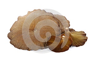 Mushroom Lentinus polychrous Lev.