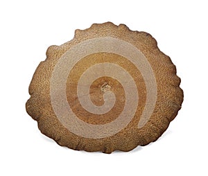 Mushroom Lentinus polychrous Lev.