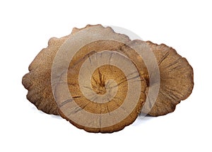 Mushroom Lentinus polychrous Lev.