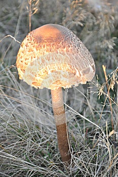 Mushroom , Lepiota procera