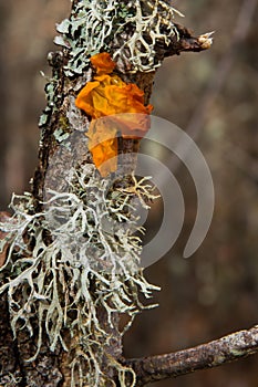 Mushroom and lichens in oak trunk- photo