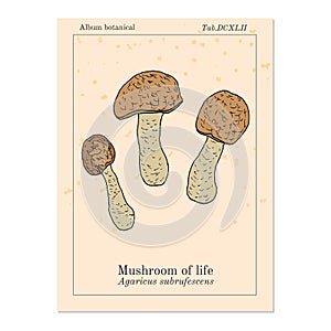 Mushroom of life Agaricus blazei , medicinal plant