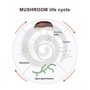 Mushroom life cycle