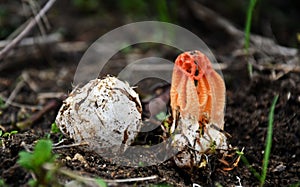 The Mushroom Life Cycle Mature Colus hirudinosus with volva and primordia formation stinkhorn fungus, rare basidiomycete mushroom