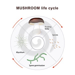Mushroom life cycle photo