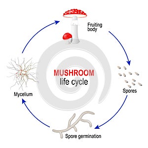 Mushroom life cycle from Spores to Mycelium and Fungi fruiting body. Amanita muscaria