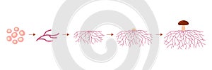 Mushroom life cycle stages, growth mycelium from spore. Spore germination, mycelial expansion and formation hyphal knot