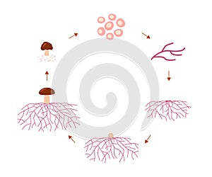 Mushroom life cycle stages, growth mycelium from spore. Spore germination, mycelial expansion and formation hyphal knot