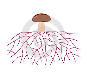 Mushroom life, growth mycelium from spore. Spore germination, mycelial expansion and formation hyphal knot. Vector