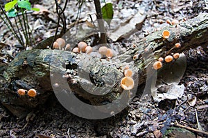 Mushroom on log