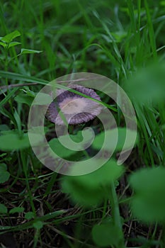 Mushroom lost in green grass