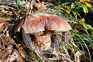 Mushroom lurid bolete