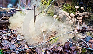 Mushroom Lycoperdon