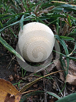 mushroom lycoperdon