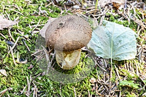 Mushroom Lycoperdon or Grandfather tobacco