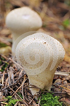 Mushroom, Lycoperdon perlatum