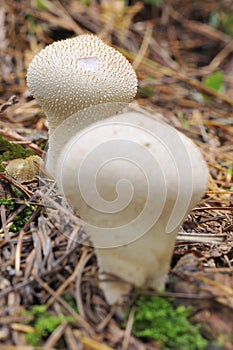 Mushroom, Lycoperdon perlatum