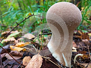 Mushroom Lycoperdon or puffball in the forest