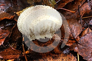 Mushroom Lycoperdon. Summer wood.