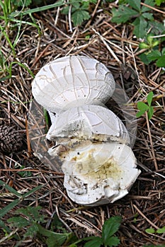 Mushroom Lycoperdon utriforme, common name handkea utriformis, mosaic puffball growing in meadows in spring and autumn