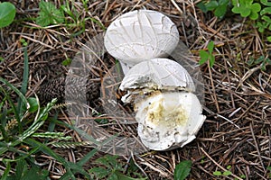 Mushroom Lycoperdon utriforme, common name handkea utriformis, mosaic puffball growing in meadows in spring and autumn