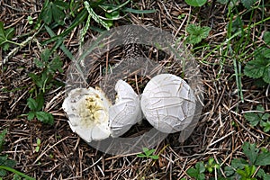 Mushroom Lycoperdon utriforme, common name handkea utriformis, mosaic puffball growing in meadows in spring and autumn