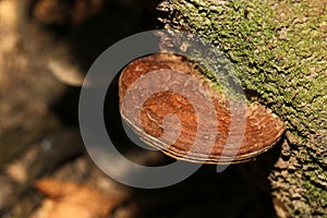 Mushroom macro shot/close up shot