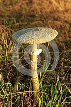 Mushroom (Macrolepiota excoriata)