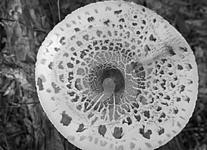 Mushroom-Macrolepiota from the family of champignons can reach very large sizes