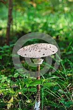 Mushroom Macrolepiota procera or Parasol mushroom