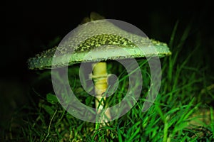 Mushroom in the forest photo