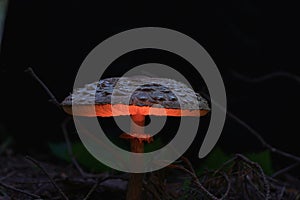 Mushroom in magic night forest