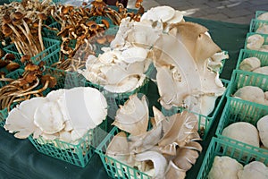 Mushroom market