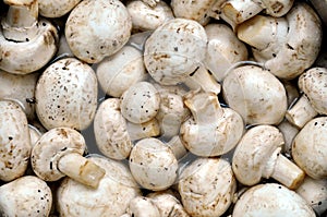 Mushroom on market