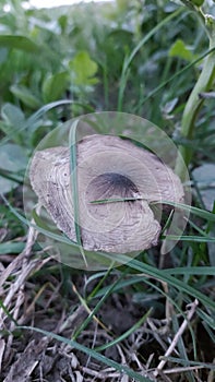 Mushroom in the meadow. Macro photography. Vegans and vegetarians dish.