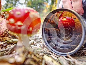 Mushroom mirroring in camera lens while photographer  work