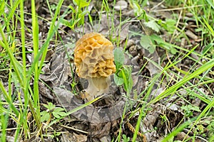 Mushroom Morchella esculenta