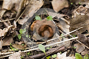 Mushroom morel. European forest delicacy Morchella esculenta